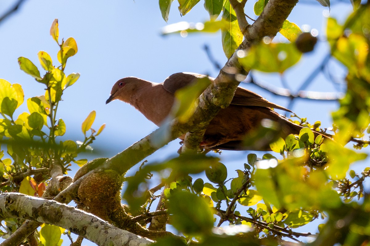 Ruddy Pigeon - ML618937452