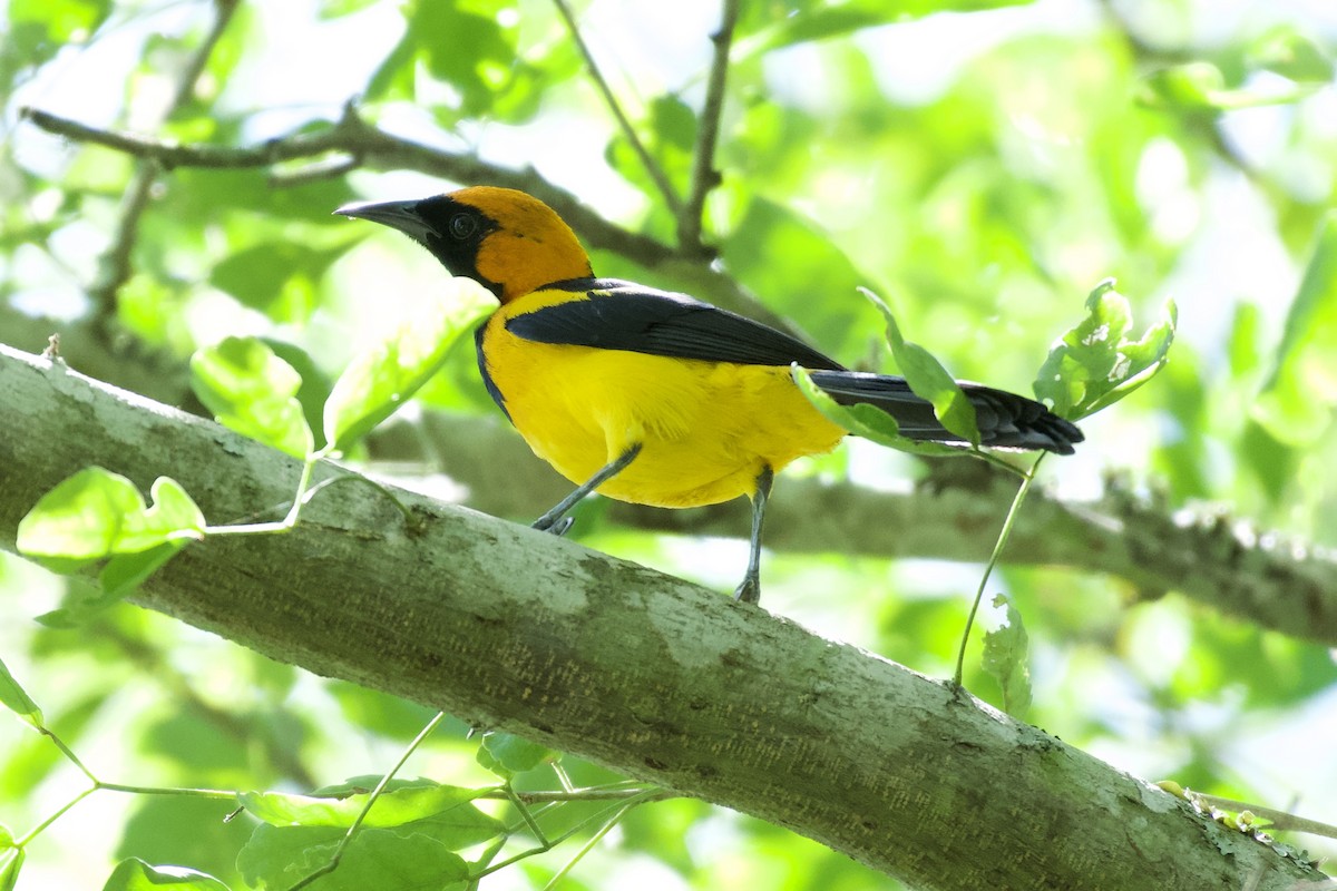 Orange-crowned Oriole - ML618937455