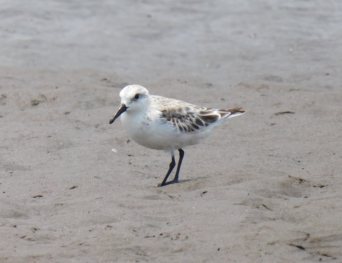 Bécasseau sanderling - ML618937458