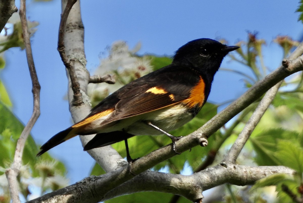 American Redstart - ML618937463