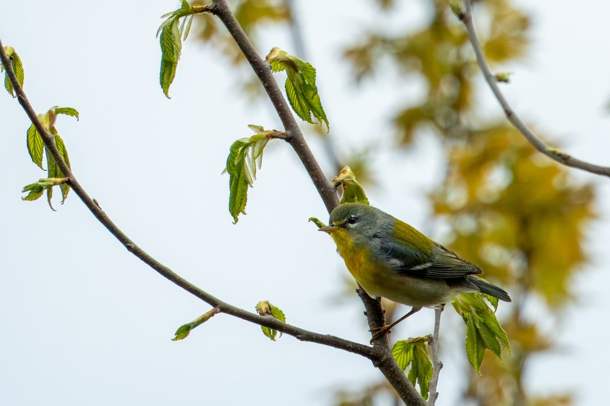 Northern Parula - Michael Sullo