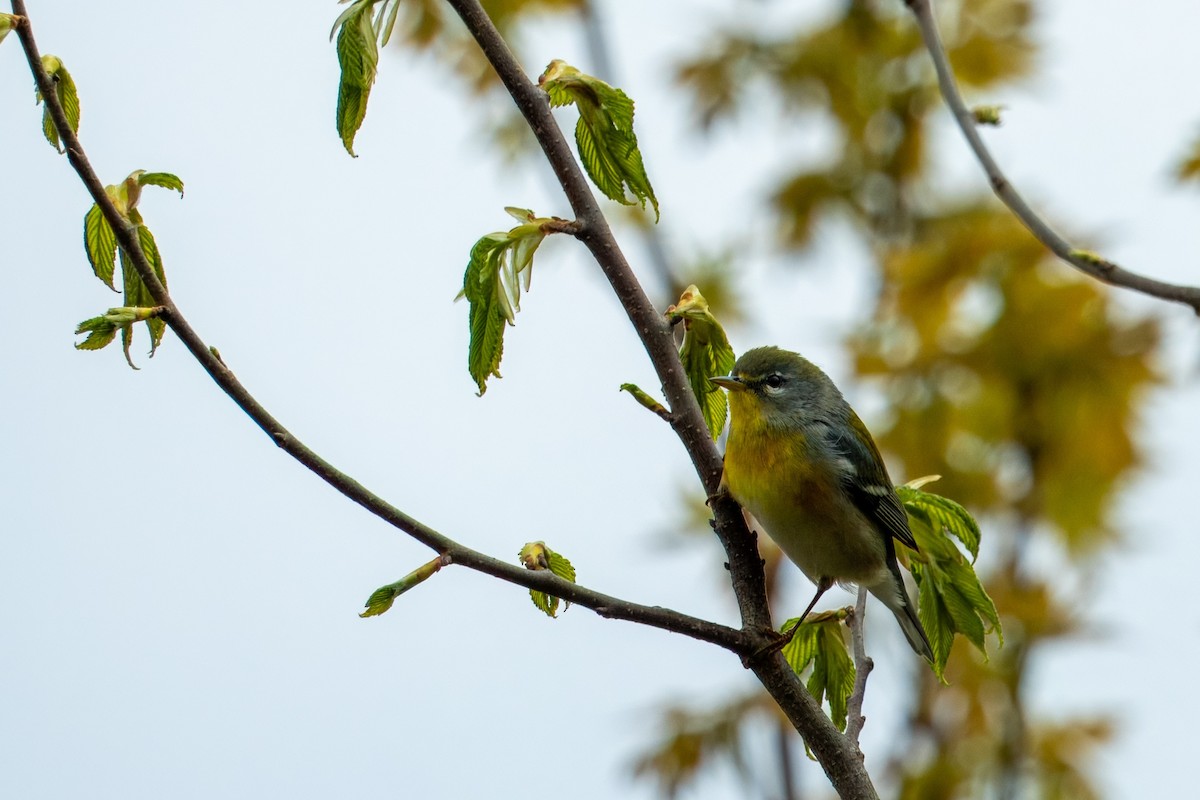 Northern Parula - Michael Sullo