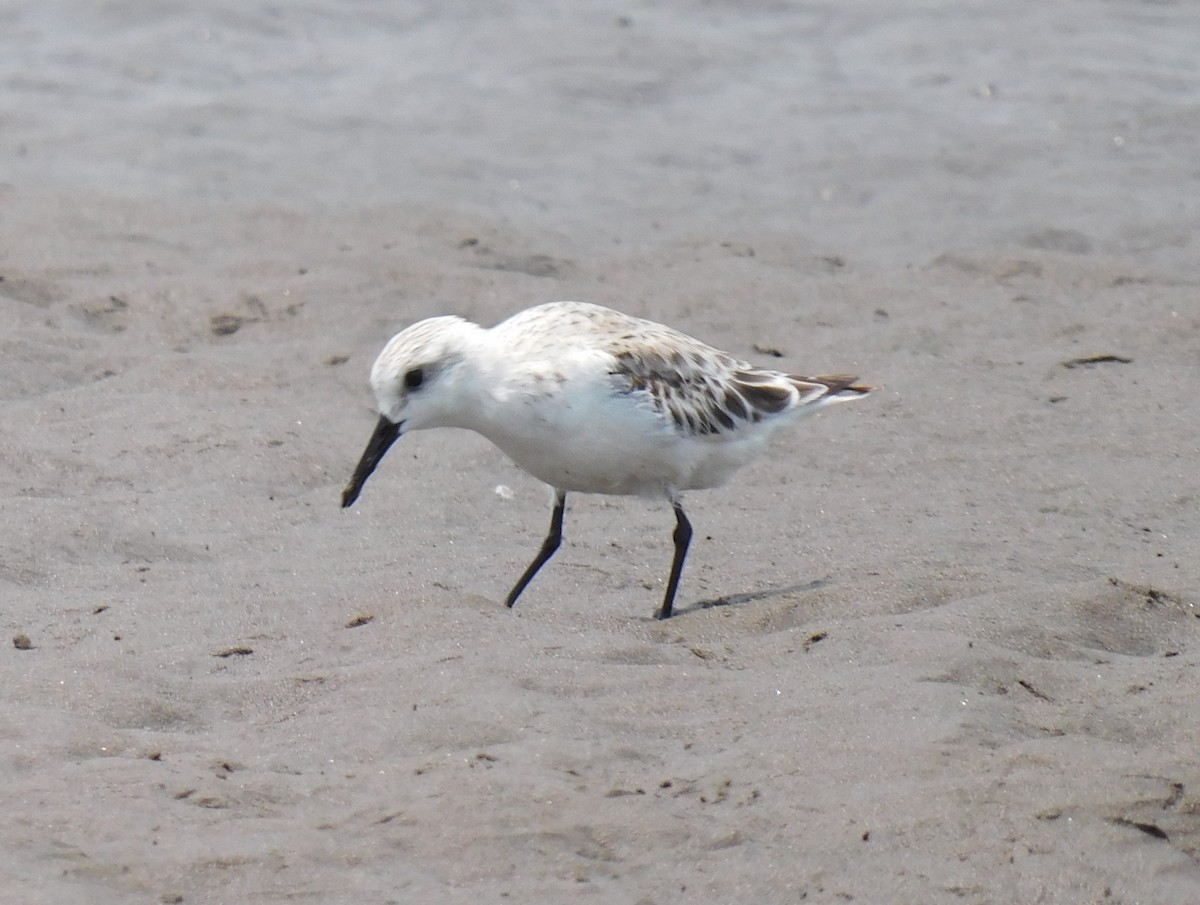 Sanderling - Luis Manuel Gómez