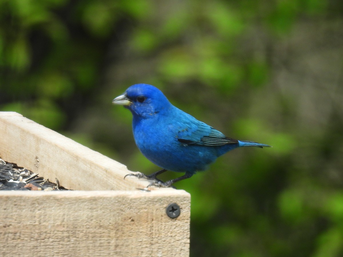 Indigo Bunting - Melody Walsh