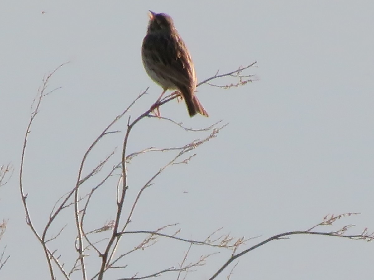 Savannah Sparrow (Savannah) - F Alvarez