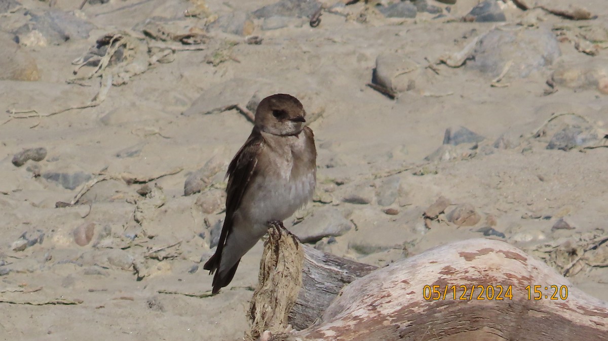 Northern Rough-winged Swallow - ML618937491