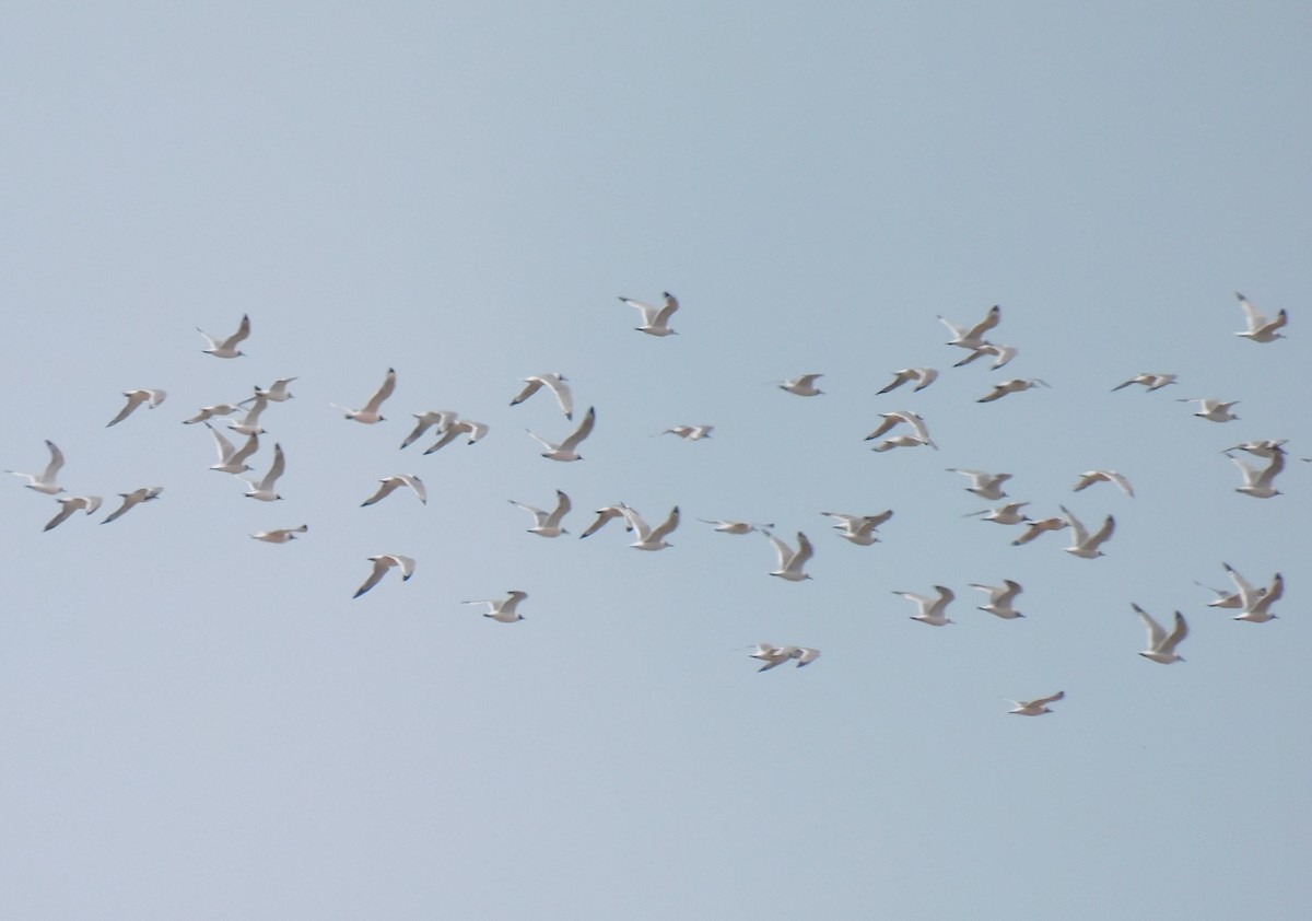 Mouette de Franklin - ML618937499