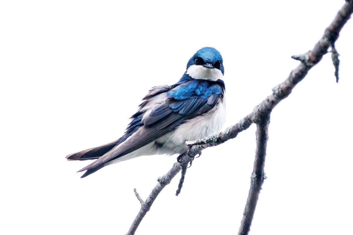 Tree Swallow - ML618937500