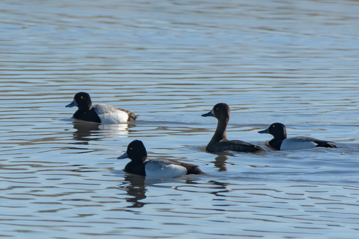 Greater Scaup - Gregg McClain