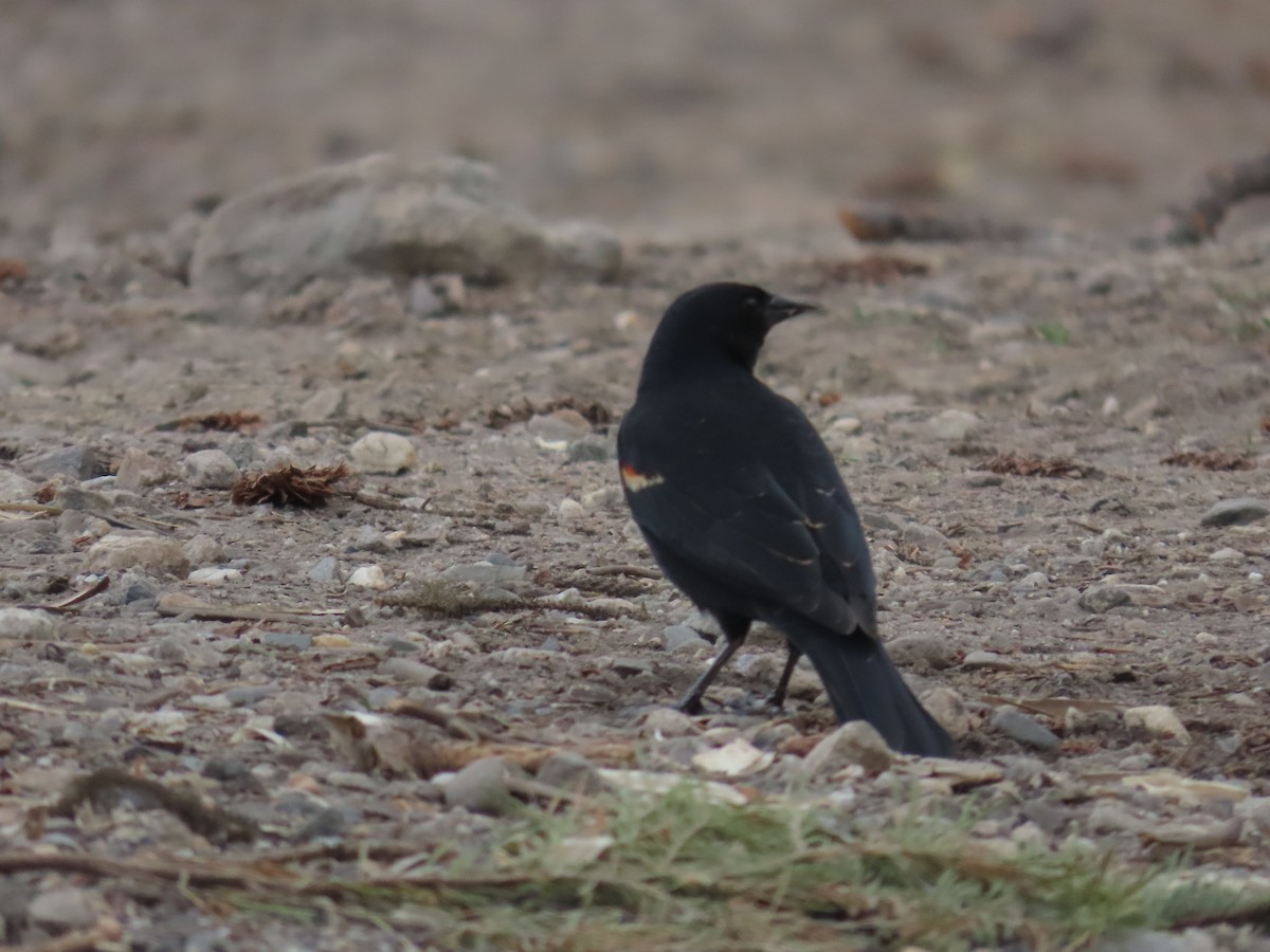 Red-winged Blackbird - Mabel Bredahl