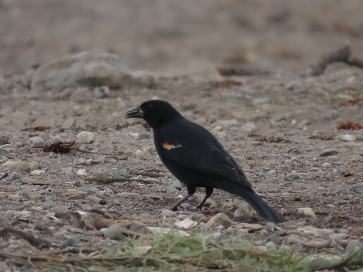 Red-winged Blackbird - Mabel Bredahl