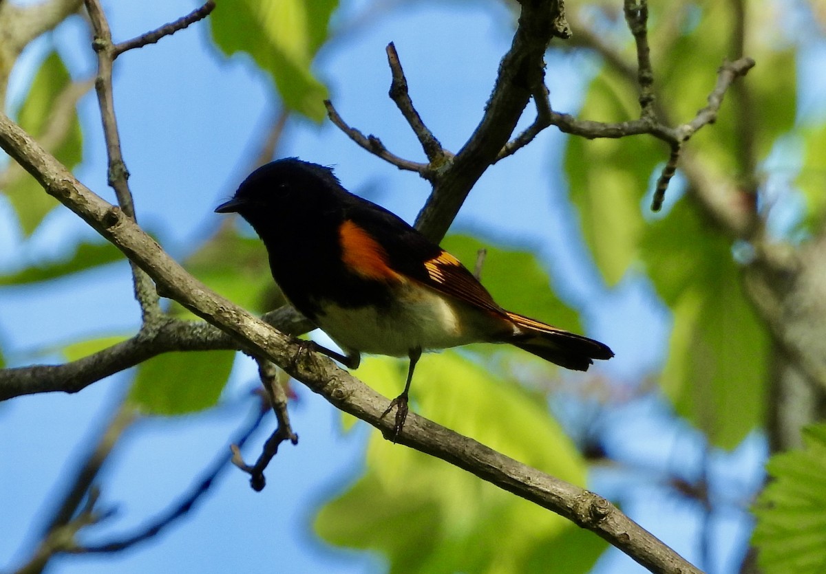 American Redstart - ML618937505