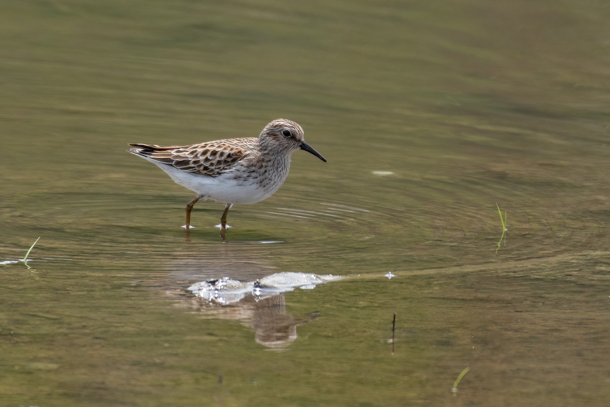 Least Sandpiper - Christy Hibsch