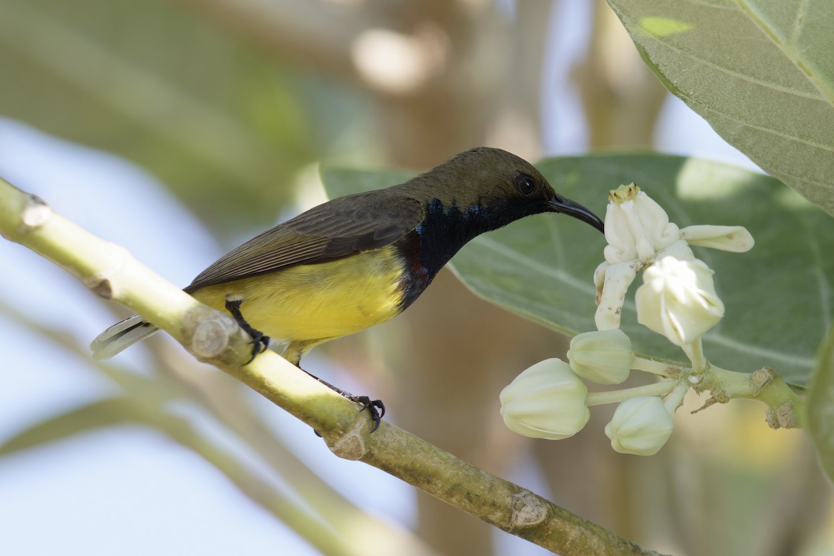 Ornate Sunbird - Se Chea