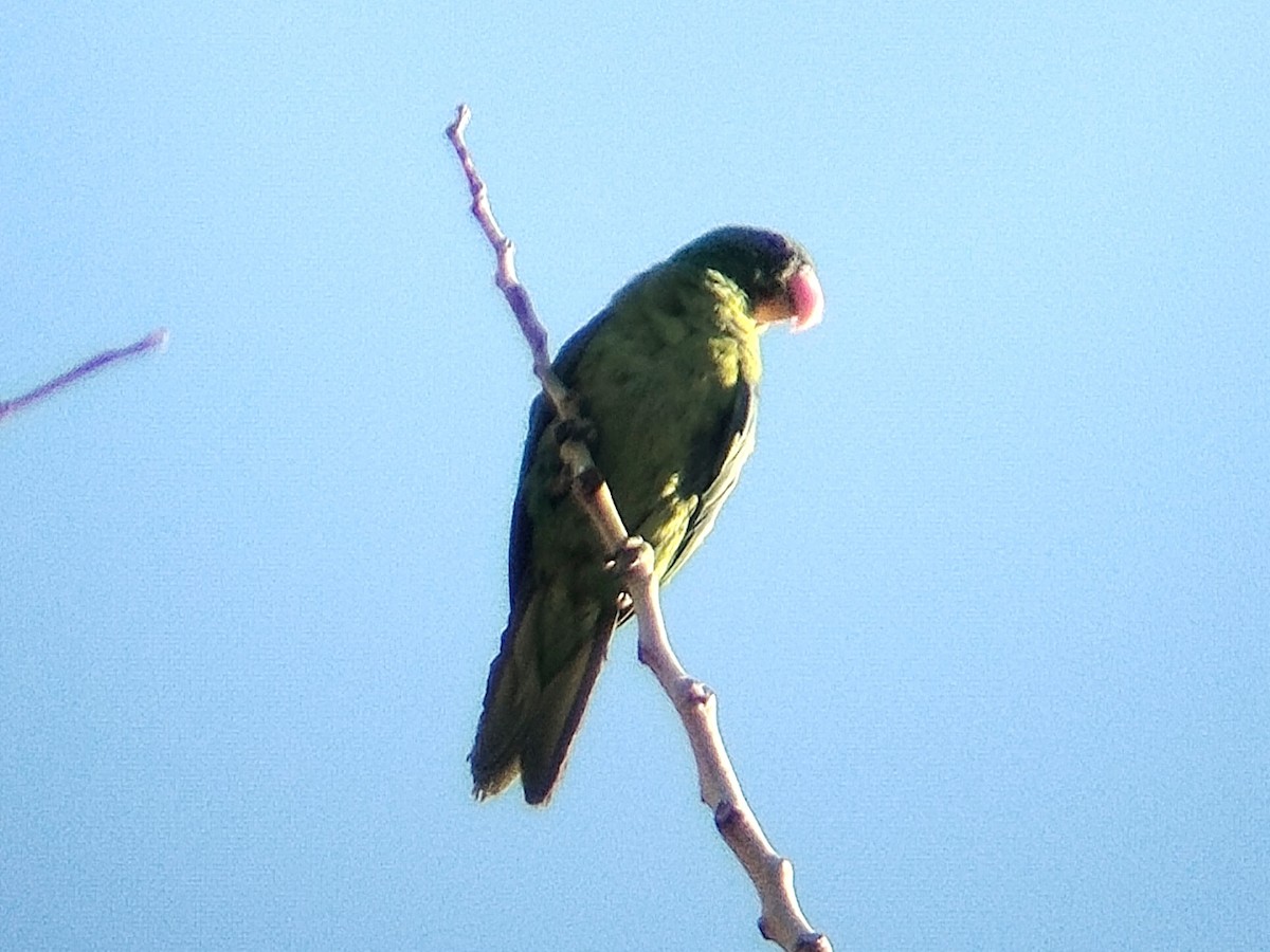 Blue-naped Parrot - ML618937510