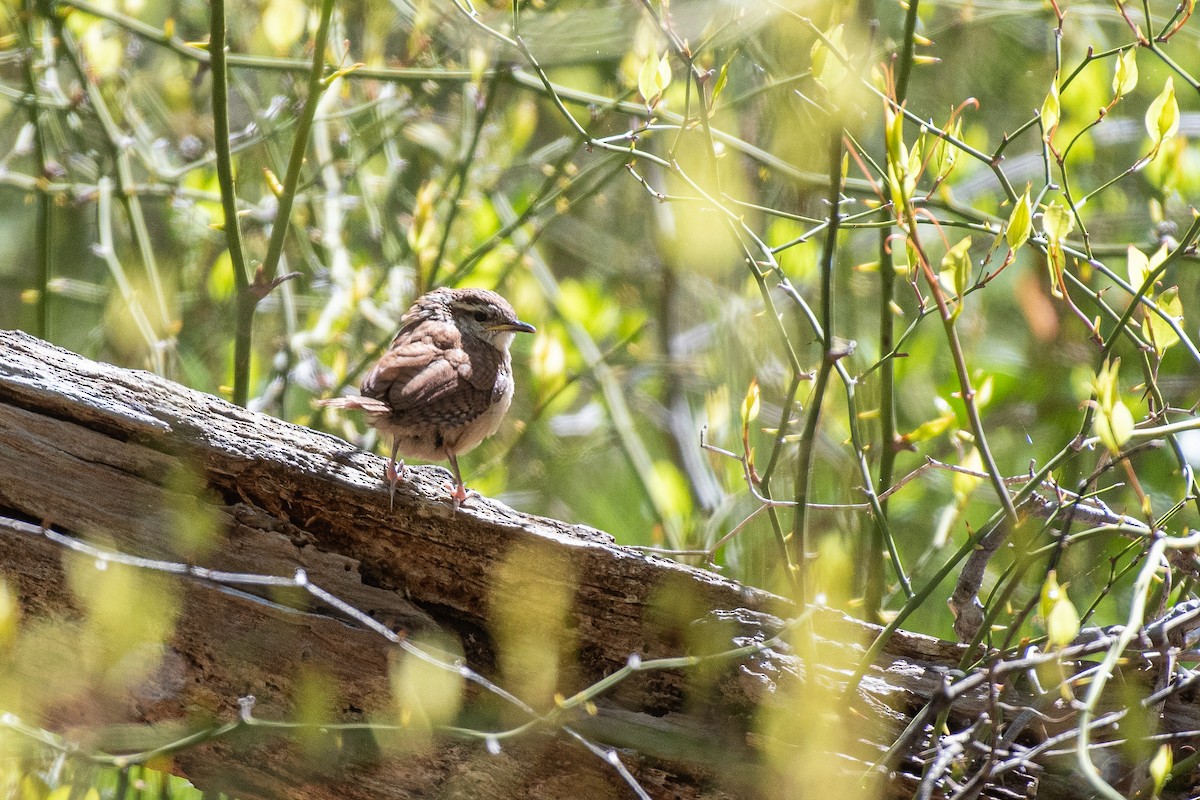 Carolina Wren - Lisa Nasta