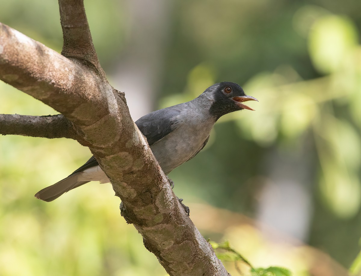 Black-faced Cotinga - Jesus Alferez