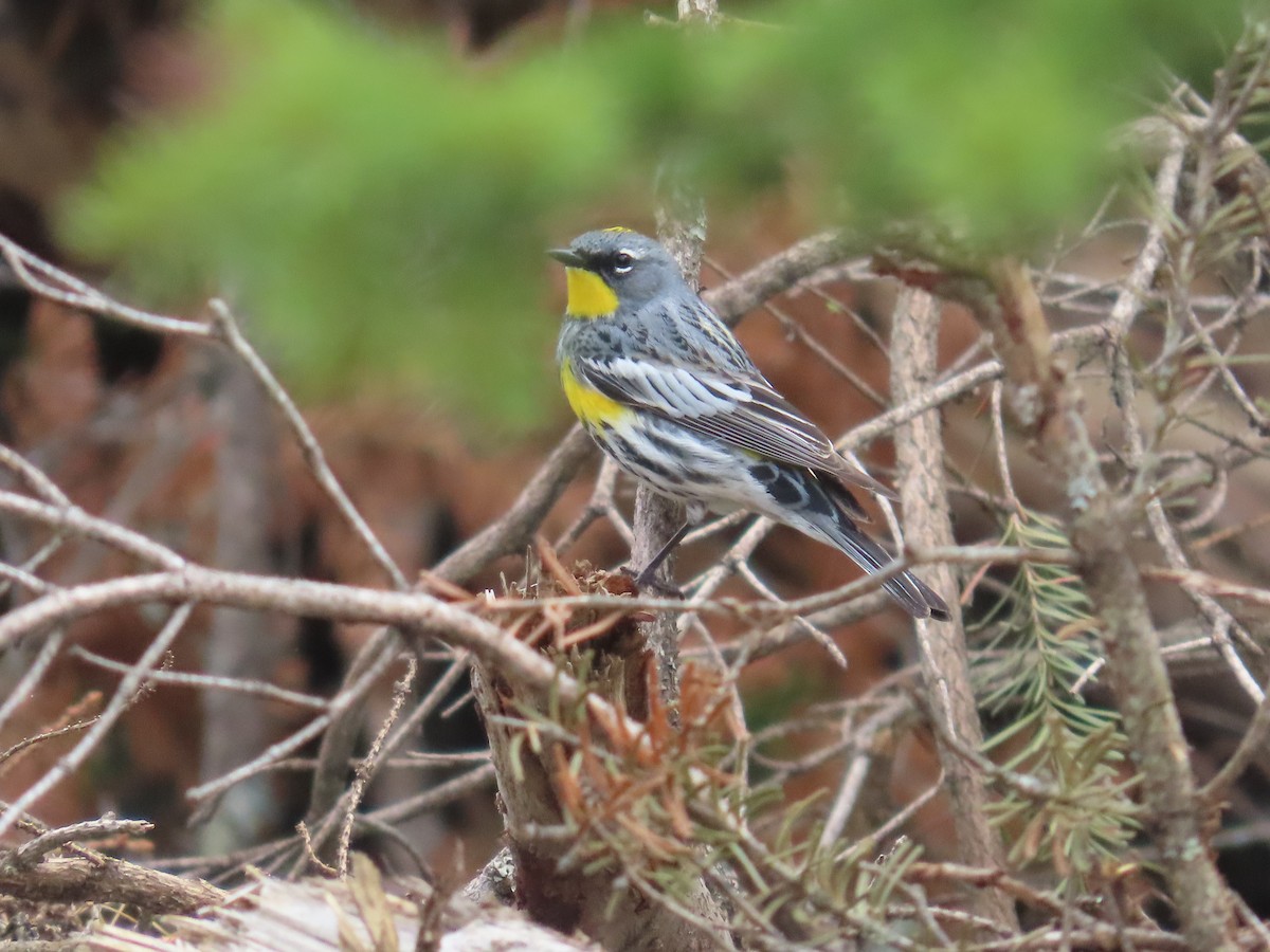 Yellow-rumped Warbler (Audubon's) - ML618937521
