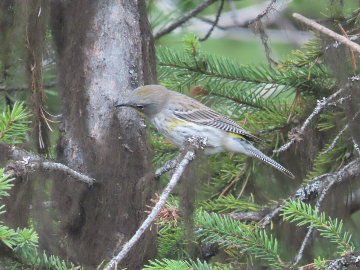 Yellow-rumped Warbler (Audubon's) - Mabel Bredahl