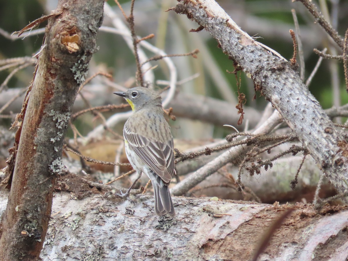Yellow-rumped Warbler (Audubon's) - ML618937526