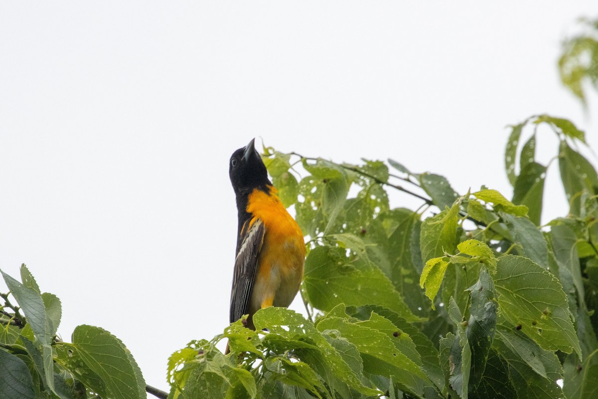 Baltimore Oriole - ML618937550