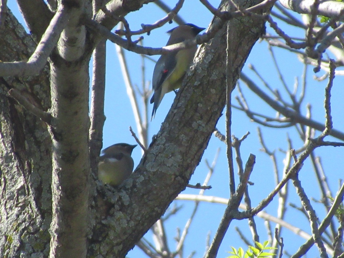 Cedar Waxwing - Christine Whittet