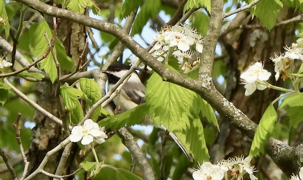 Black-capped Chickadee - ML618937560