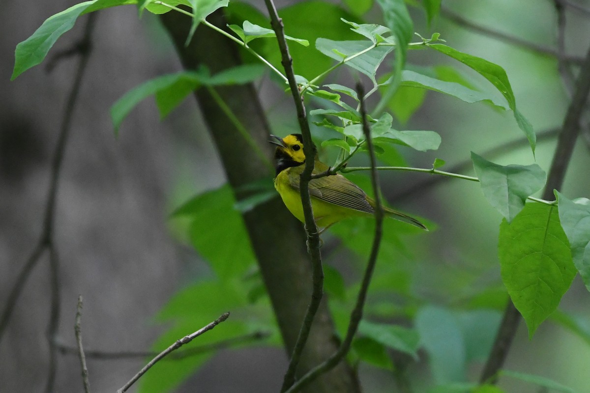 Hooded Warbler - Jessica Coss