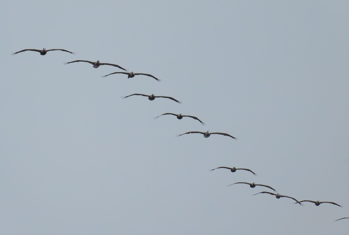 Brown Pelican - ML618937563