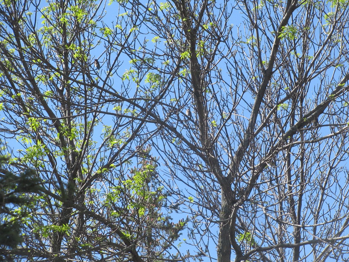 Cedar Waxwing - Christine Whittet