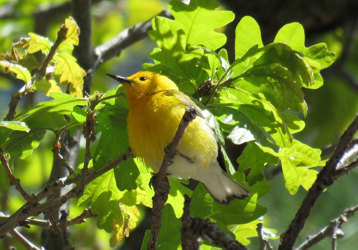 Prothonotary Warbler - ML618937586