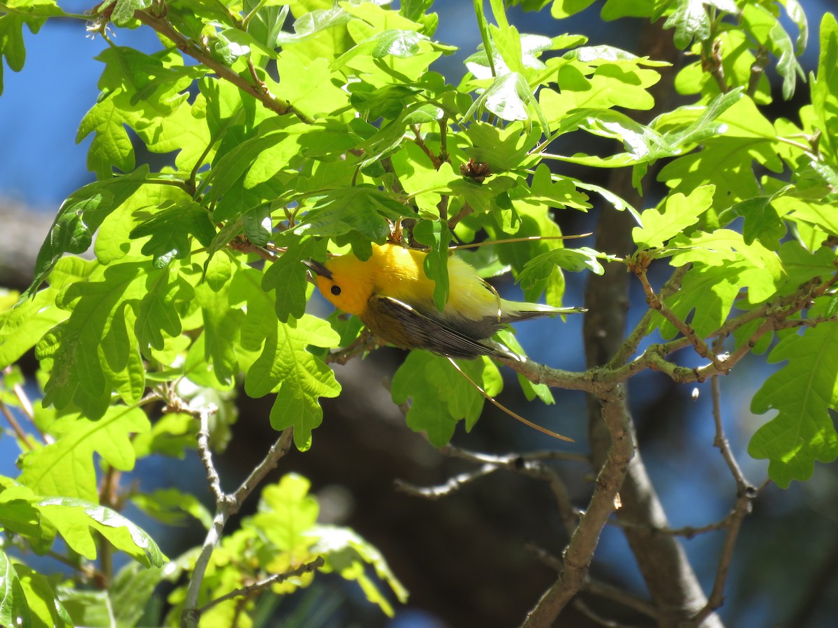 Prothonotary Warbler - ML618937587