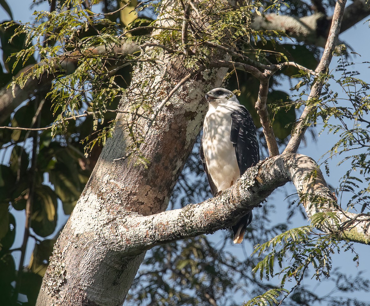 White Hawk - ML618937596