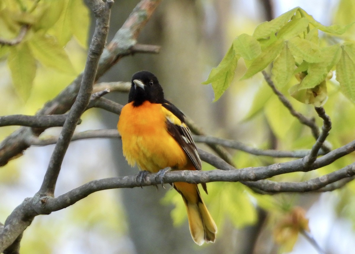 Baltimore Oriole - ML618937606