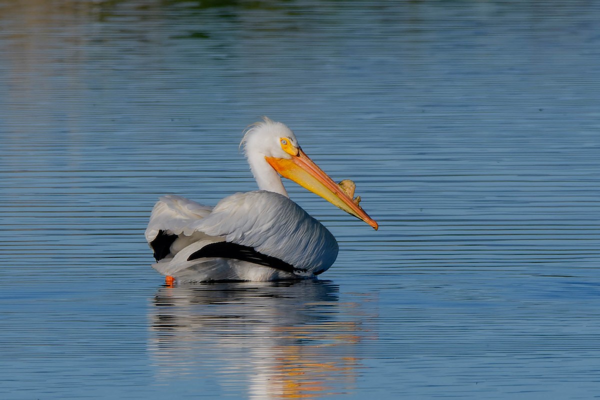 American White Pelican - Gregg McClain