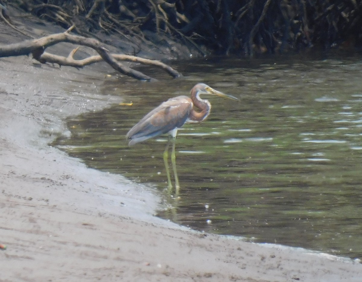 Tricolored Heron - ML618937626