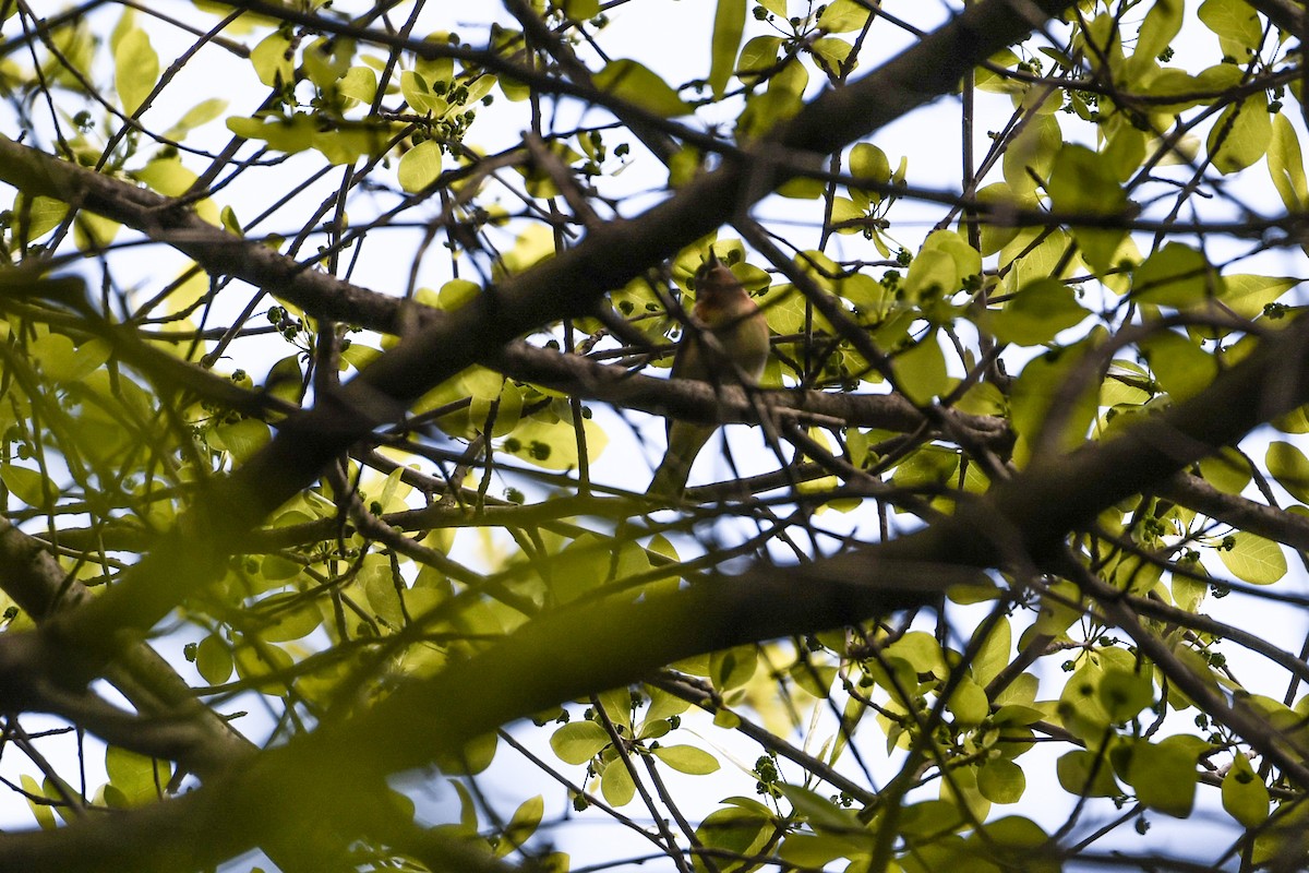 Bay-breasted Warbler - Jessica Coss