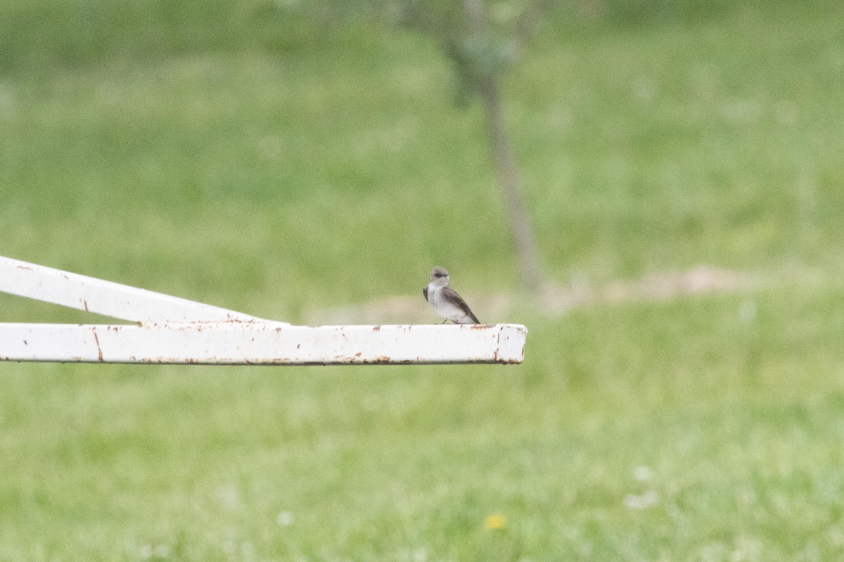 Northern Rough-winged Swallow - ML618937656