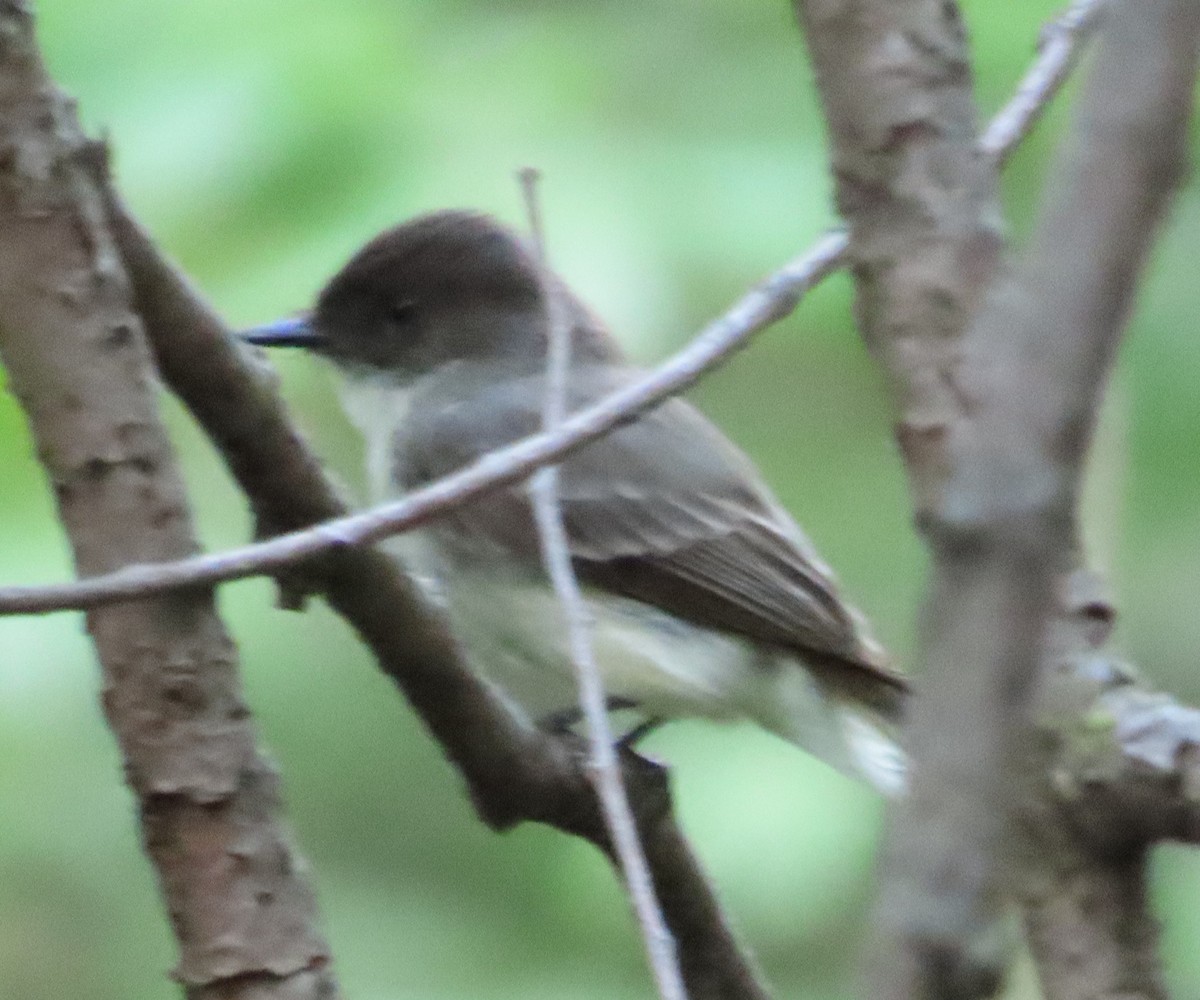 Eastern Phoebe - Anonymous