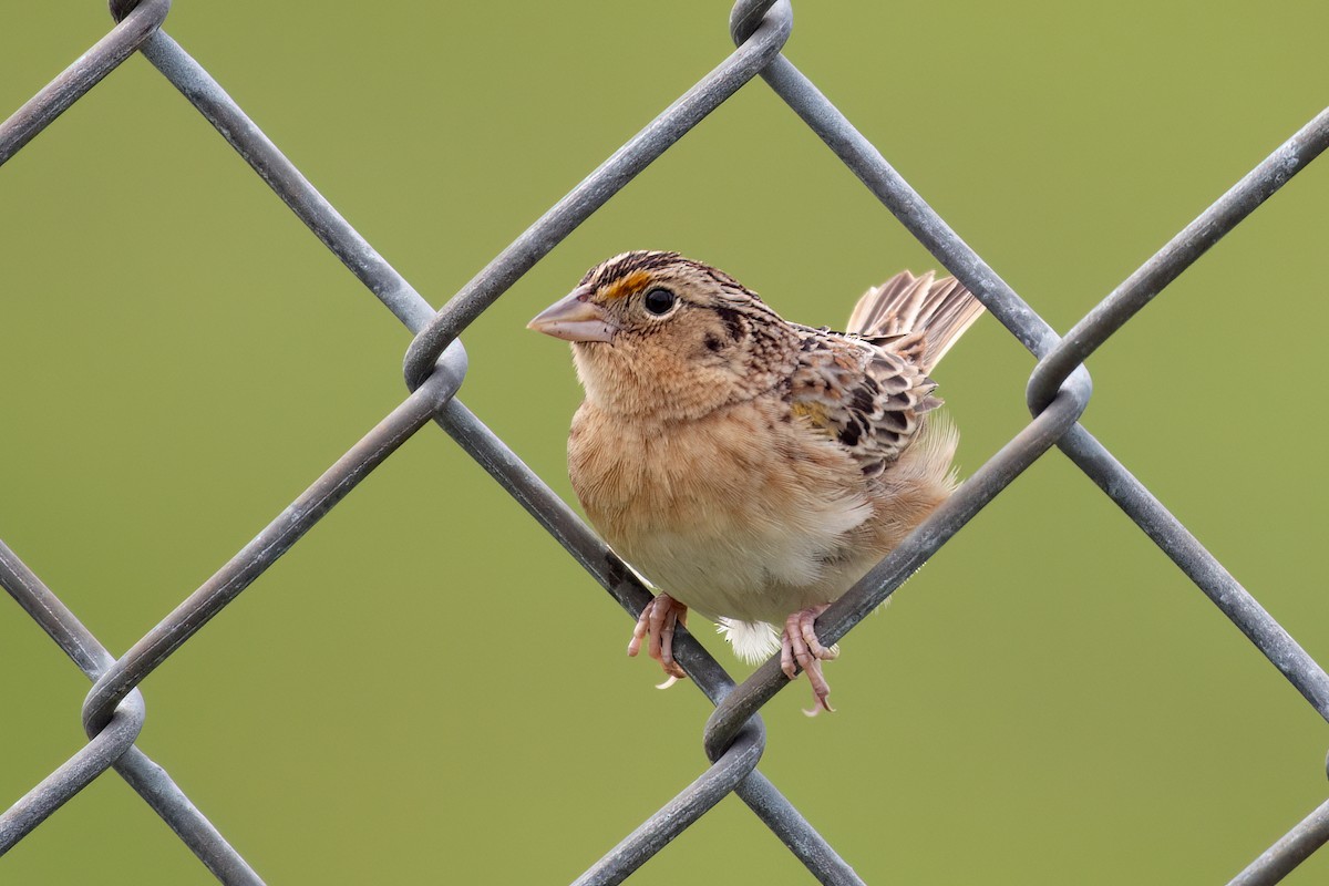 Grasshopper Sparrow - Christy Hibsch