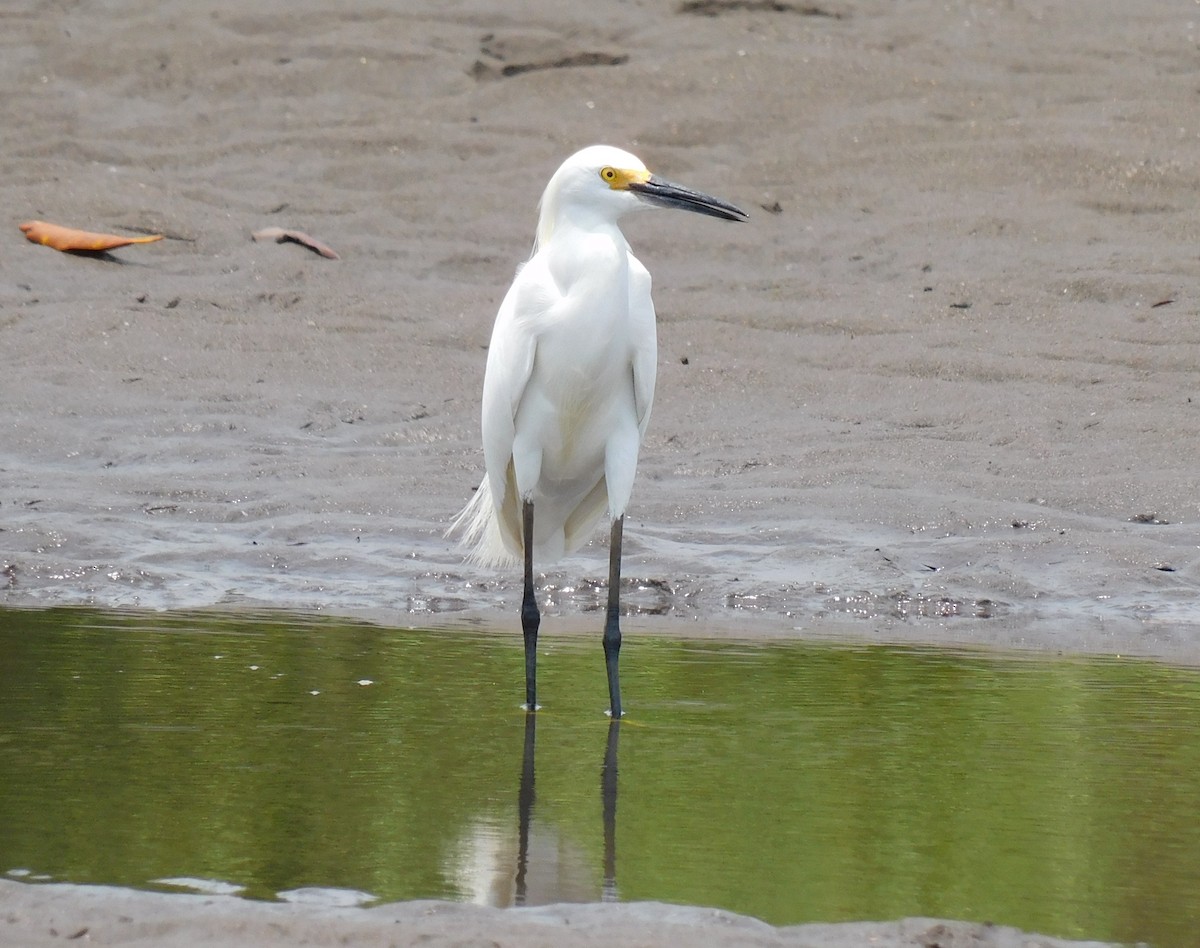 Snowy Egret - ML618937668