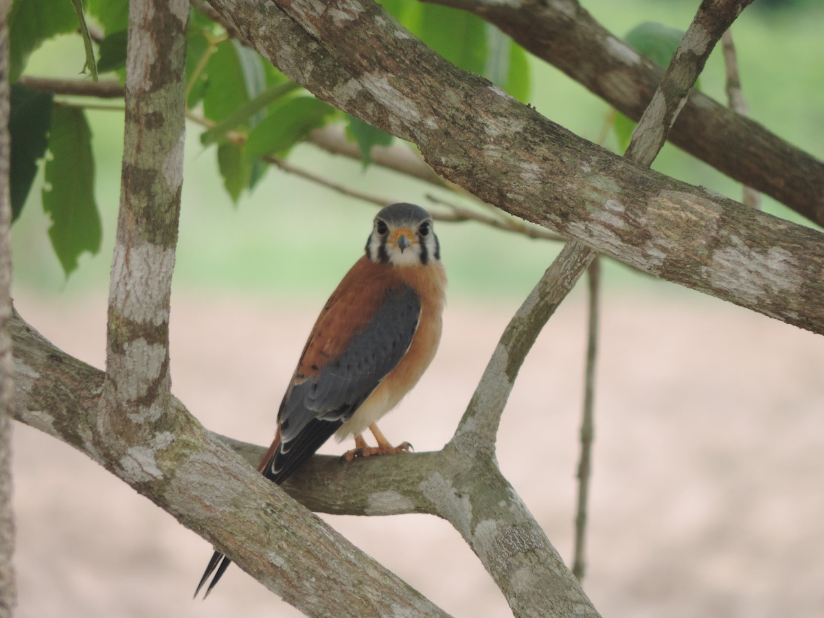 Aplomado Falcon - Jairo Bejarano Arias