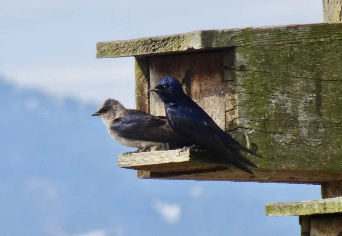 Purple Martin - Caryn Fehr