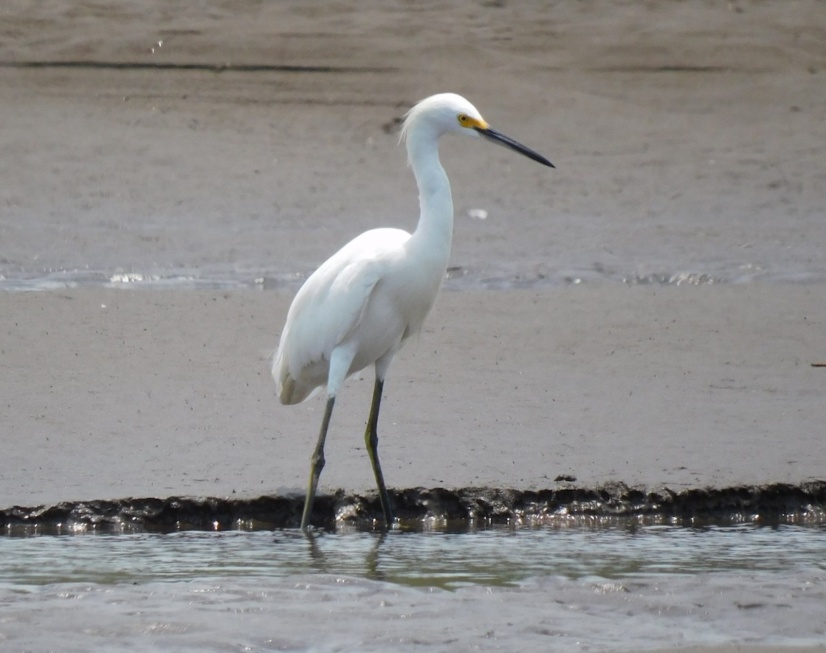 Snowy Egret - ML618937697