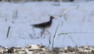 Lesser Yellowlegs - Kirstin Shrode