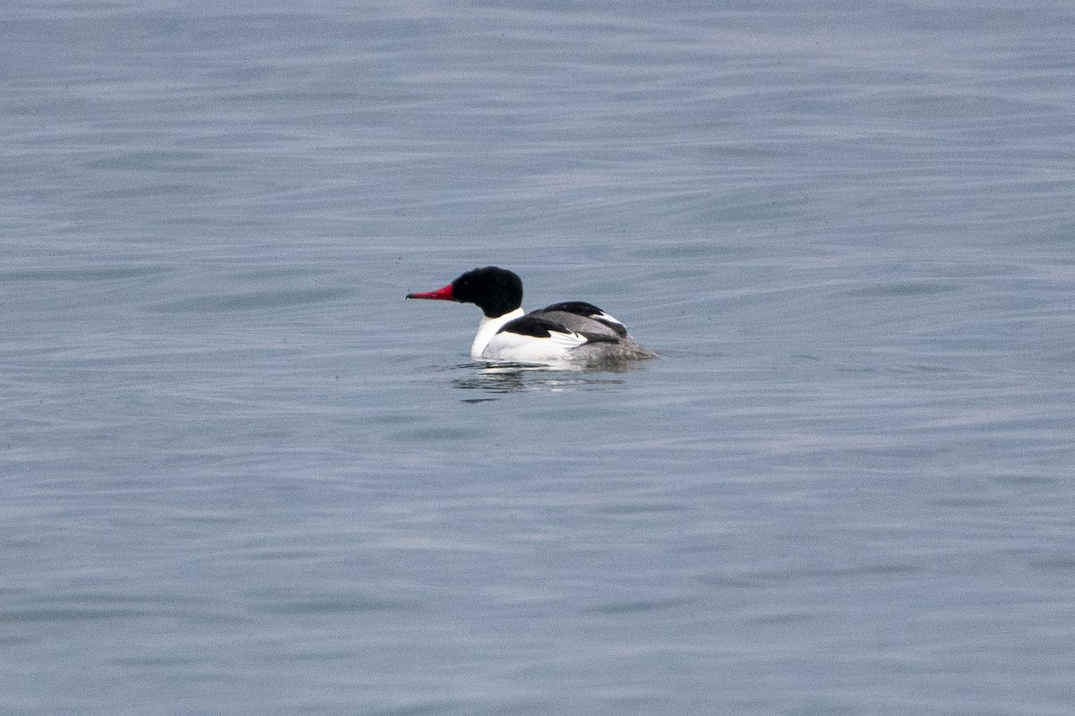 Common Merganser - Peter Sproule