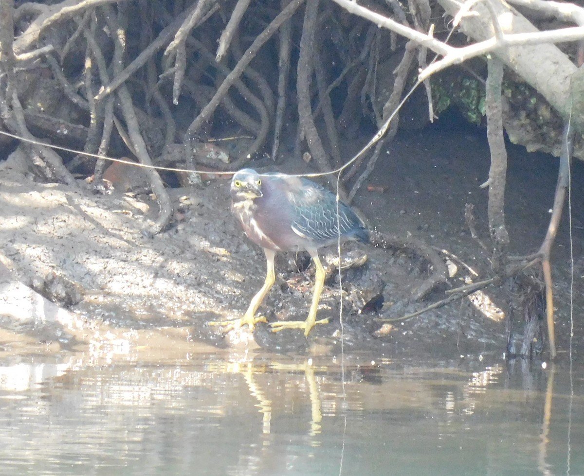 Green Heron - ML618937712