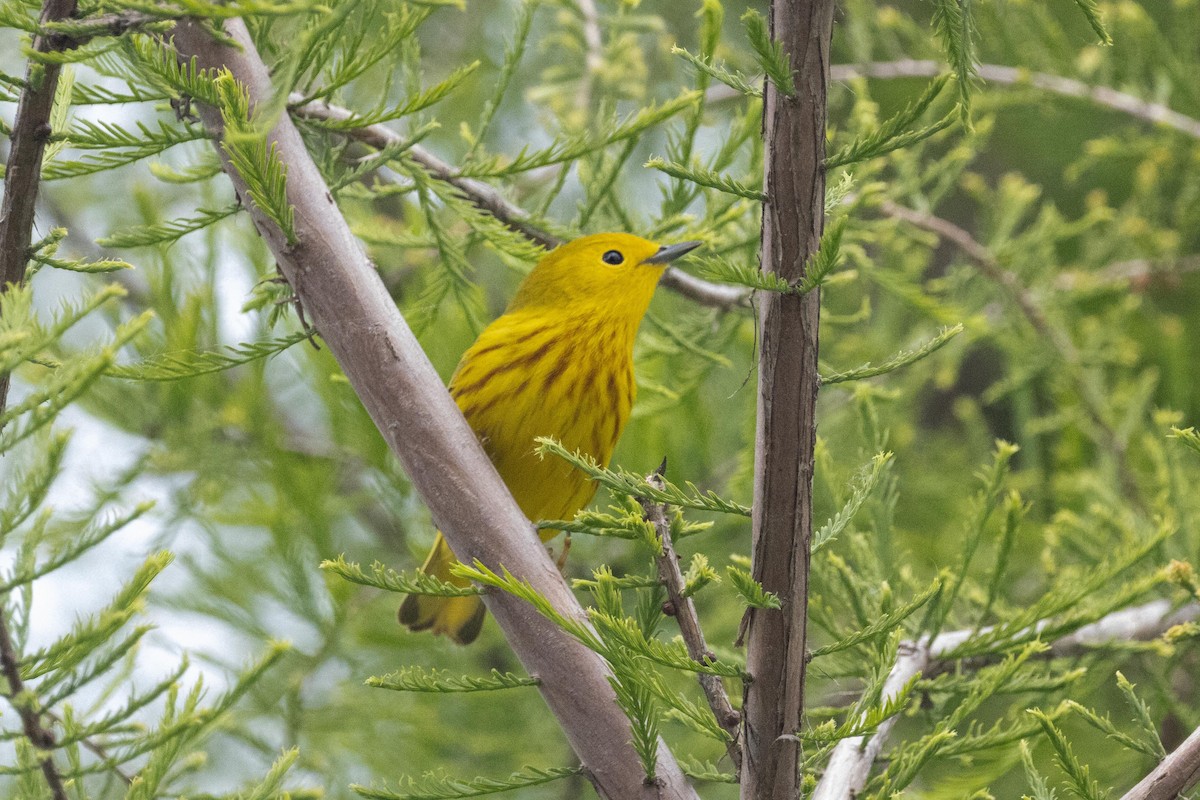 Yellow Warbler - ML618937720