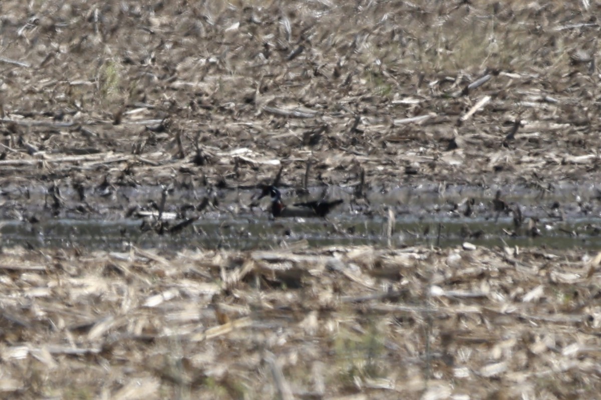 Wood Duck - Kirstin Shrode