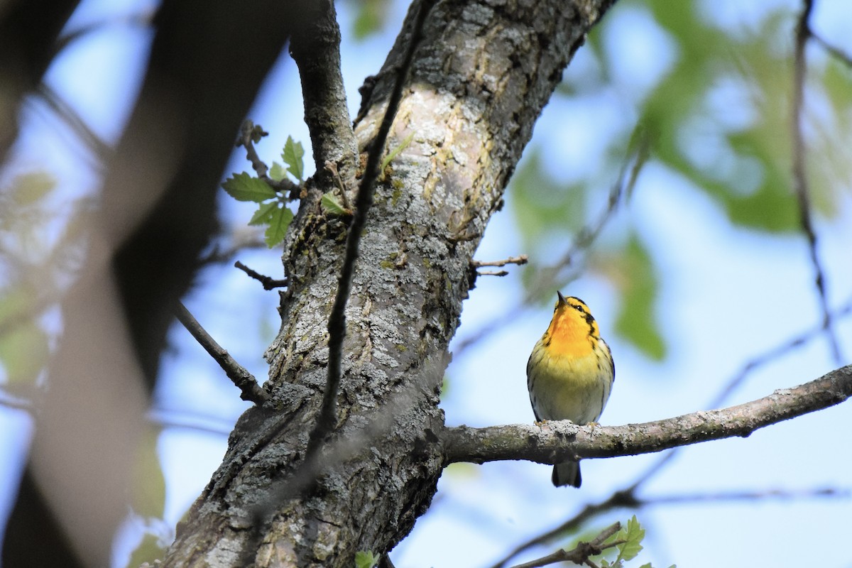 Blackburnian Warbler - Louise Daley